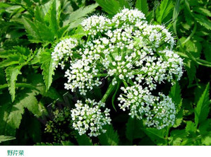 水芹菜和毒芹有哪些區(qū)別？水芹菜和毒芹圖片