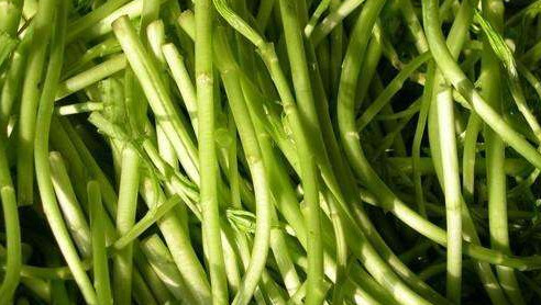 藜蒿葉子為什么不能吃？藜蒿葉子為什么不可以吃