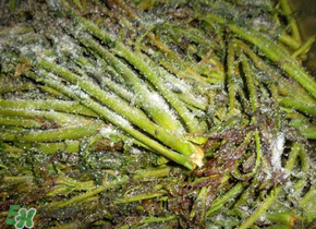 腌制的香椿能放多久？怎樣腌香椿放的時間長？