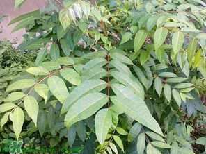 腌制的香椿能放多久？怎樣腌香椿放的時間長？