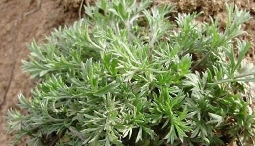 白蒿是茵陳嗎？白蒿與茵陳有什么區(qū)別