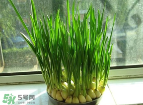 蒜苗發(fā)黃怎么回事？蒜苗發(fā)黃是什么原因？