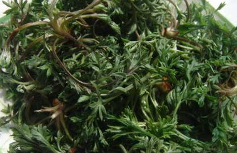 茵陳泡水喝有什么好處？茵陳泡水喝有什么功效與禁忌