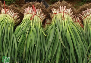 蒜苗爛根發(fā)黃怎么辦？蒜苗容易爛怎么辦？