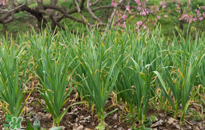 蒜苗爛根發(fā)黃怎么辦？蒜苗容易爛怎么辦？