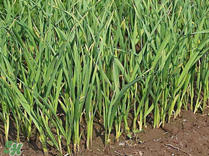 蒜苗爛根發(fā)黃怎么辦？蒜苗容易爛怎么辦？