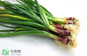 蒜苗多少錢一斤？蒜苗多少錢一斤2017？