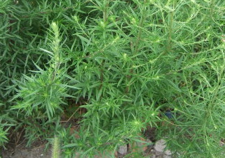 茵陳泡水喝有什么好處？茵陳泡水喝有什么功效與禁忌