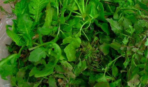 地菜是什么菜？地菜是不是薺菜