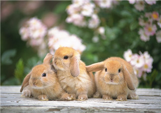 孕婦吃兔肉寶寶真的會長兔唇嗎？孕婦吃兔子肉會得兔唇嗎？