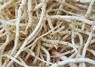 魚腥草根有什么作用？魚腥草根的功效與作用