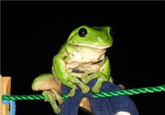 孕婦能吃青蛙嗎？孕婦可以吃青蛙嗎？