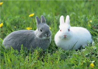 孕婦能吃兔頭嗎？孕婦能不能吃兔頭？