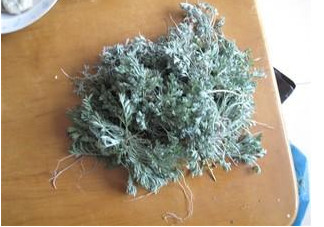 白蒿是茵陳嗎？白蒿與茵陳有什么區(qū)別