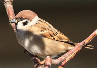 孕婦可以吃麻雀肉嗎？孕婦能吃麻雀肉嗎？