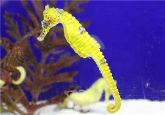 孕婦能吃海馬嗎？孕婦能不能吃海馬？