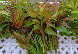 香椿芽可以冷凍嗎？香椿芽怎么冷凍？