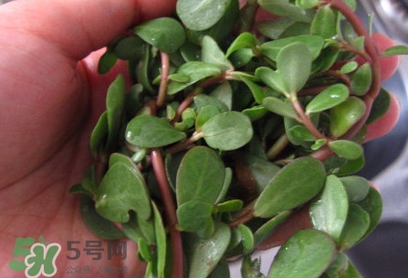 馬莧菜怎么吃？馬莧菜怎么做好吃