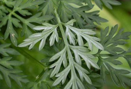 白蒿是茵陳嗎？白蒿與茵陳有什么區(qū)別