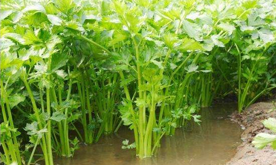 水芹菜有毒嗎？水芹菜有沒有毒