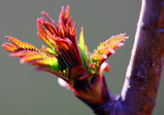 小狗能吃香椿嗎？狗狗可以吃香椿炒雞蛋嗎？