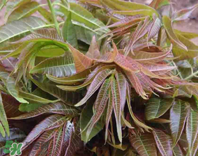 香椿和黃瓜能一起吃嗎？香椿能和黃瓜一起吃嗎？