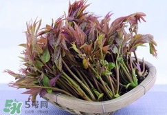 香椿芽怎么吃？新鮮香椿芽怎么吃