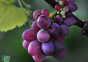 四月份有葡萄嗎？4月份的葡萄能吃嗎？