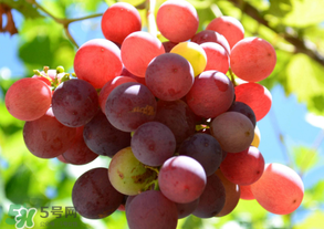 四月份有葡萄嗎？4月份的葡萄能吃嗎？
