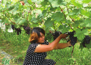 四月份有葡萄嗎？4月份的葡萄能吃嗎？