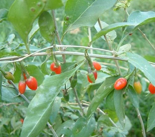 枸杞頭是什么樣子？枸杞頭是什么菜