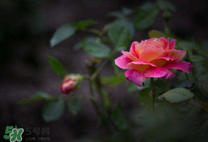 谷雨是什么季節(jié)？谷雨是春天還是夏天？