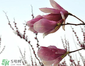 谷雨是什么季節(jié)？谷雨是春天還是夏天？