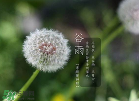 谷雨種什么菜？谷雨前后種什么蔬菜？