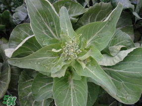 谷雨種什么菜？谷雨前后種什么蔬菜？