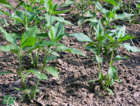 谷雨種什么菜？谷雨前后種什么蔬菜？