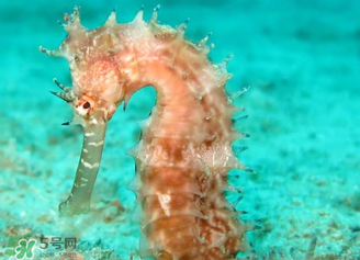 孕婦可以吃海馬煲湯嗎？海馬湯孕婦可以喝嗎？