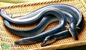 孕婦可以吃白鱔嗎？孕婦能吃白鱔嗎？