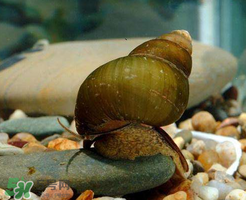 幾月的田螺好吃？田螺幾月吃最好吃？