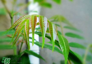 香椿紅的好還是綠的好？香椿紅色好還是綠色好？