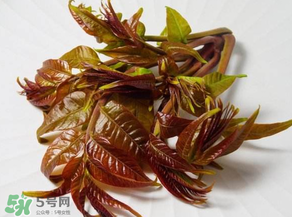 香椿有幾種？香椿哪種好？