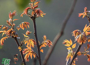 香椿有幾種？香椿哪種好？