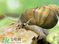 田螺可以凈化水質(zhì)嗎？田螺能凈化水質(zhì)嗎？