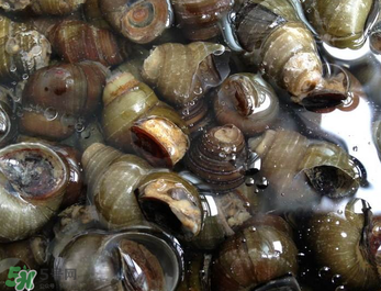 田螺可以凈化水質(zhì)嗎？田螺能凈化水質(zhì)嗎？