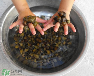 田螺可以冷凍嗎？田螺能冷凍嗎？