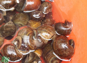 田螺可以冷凍嗎？田螺能冷凍嗎？