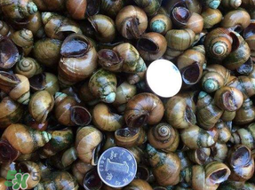 田螺死了能吃嗎？田螺剛死能吃嗎？