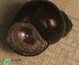 田螺死了能吃嗎？田螺剛死能吃嗎？