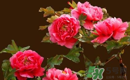 四月份去哪里旅游比較好？四月份最適合旅游的地方