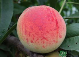 五月份有桃子嗎？5月份有桃子嗎？